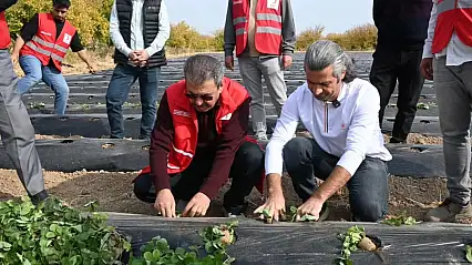 Modern Çilek Üretimiyle Malatyalı Çiftçiye Yeni Umut