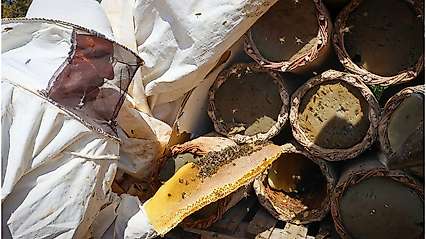 Pütürge'de 25 Yıllık Arıcılık Geleneği: 310 Kovandan Bal Hasadı