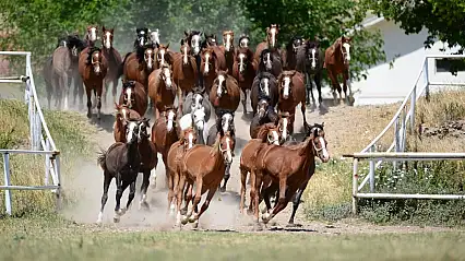 Sultansuyu Harası'ndan 70 Baş Safkan Arap Koşu Tayı Satışa Sunuluyor