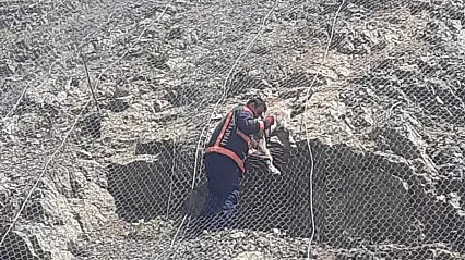 Tellerin arasına sıkışan yaban keçileri kurtarıldı