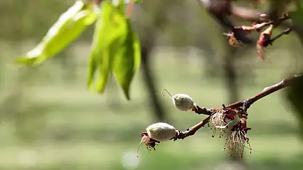 Zirai Don Mağduru Çiftçilere Destekleme Ödemesi Resmi Gazete'de Yayımlandı