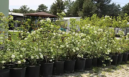Battalgazi'nin Park Ve Bahçeleri Kendi Ürettiği Çiçeklerle Güzelleşiyor