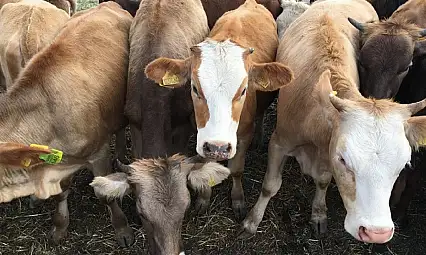 Besilik Hayvan İthalatı 2026'da ESK Üzerinden Yapılacak