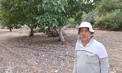 Darende'de ceviz hasadı başladı: 'Ceviz, kayısının sigortasıdır'