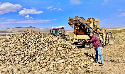 Darende'de pancar sökümü başladı, kazanç sıfırlandı