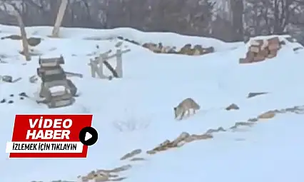 Darende Hacolar'da Kış Yaban Hayatını Zorluyor