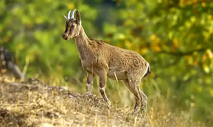 Hekimhan'da Altın Işıklarda Poz Veren Yaban Keçisi