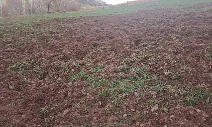 Pütürge'de Domuzlar Çiftçilerin Ürünlerini Tahrip Ediyor