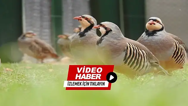 15 şehre keklik gönderilecek