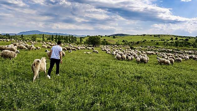150 Bin Lira Maaşa Rağmen Çoban Bulunamıyor