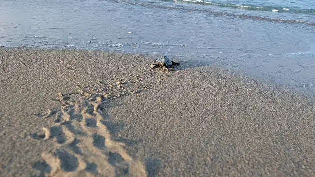 170 bin yavru deniz kaplumbağası denizle buluştu