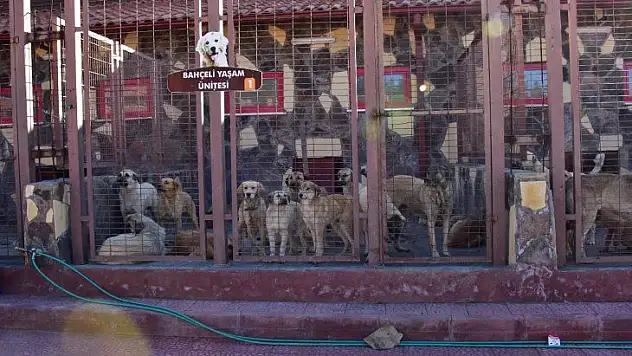 2021 Yılında Bin 308 Sokak Hayvanının Bakım Ve Tedavileri Yapıldı