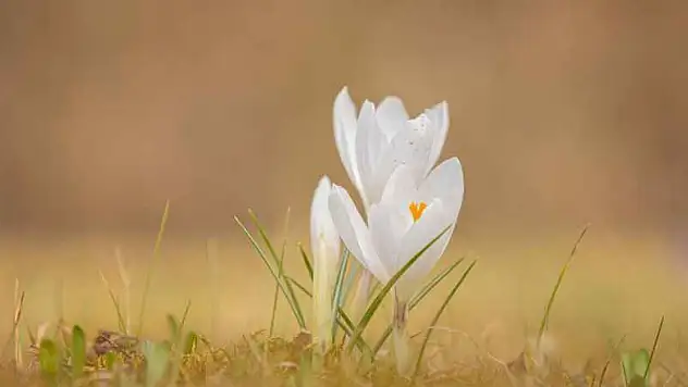 2025 Nevruz Bayramı Ne Zaman?