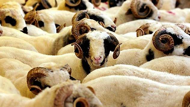 2026 Kurban Bayramı Tebliği Yayımlandı: Kesimlere Sıkı Kurallar