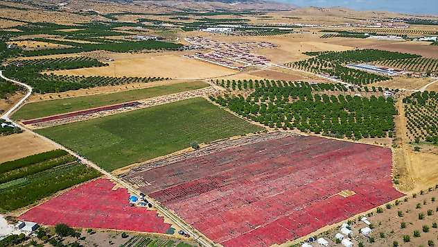 350 dekarlık alanda organik domates üretimi