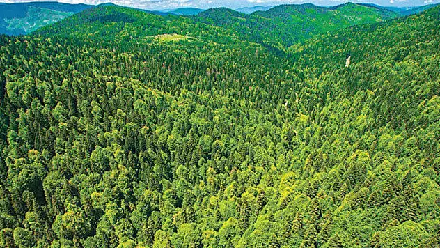 47 ilde ormanlara giriş yasaklandı