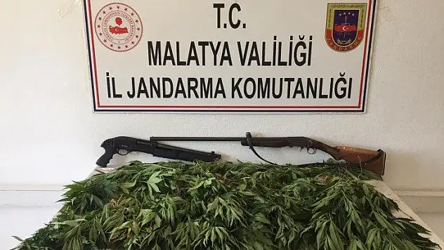 480 kök kenevir imha edildi