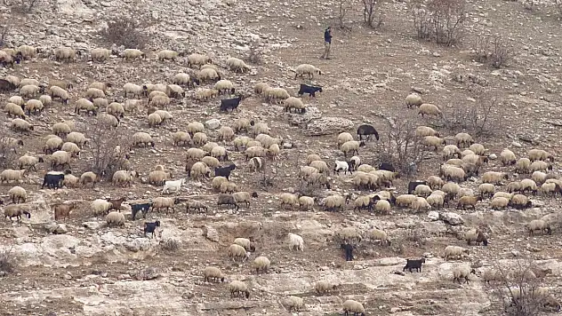 50 bin TL'ye çoban bulamayan köylüler hayvanlarını satmak zorunda kalıyor