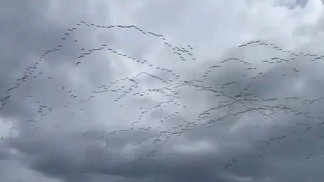 Ak pelikanların göçü, Bursa'da görsel şölen sundu