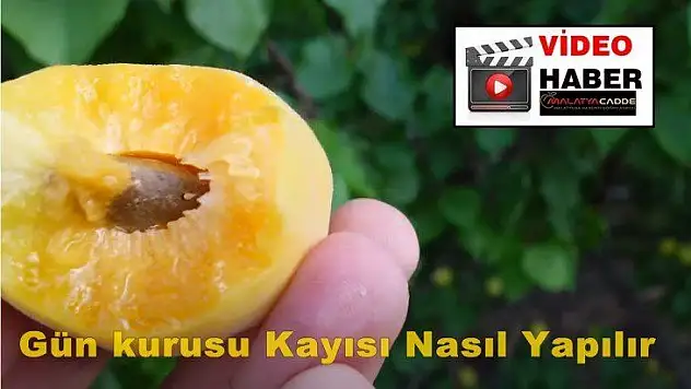 Akçadağ'da Kayısı Hasadı ve Gün Kurusu