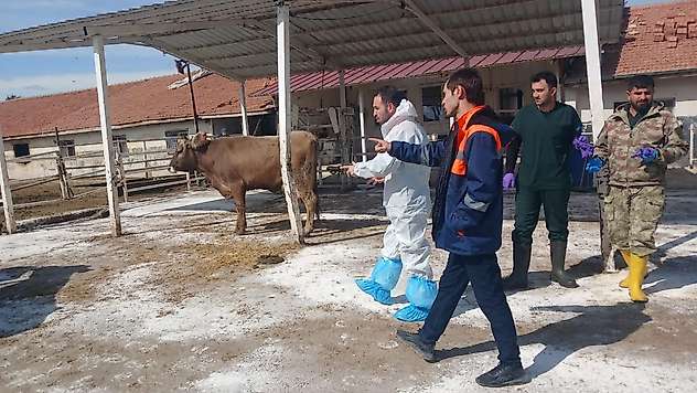 Akçadağ'da Şap Alarmı: 450 Büyükbaş Karantinaya Alındı