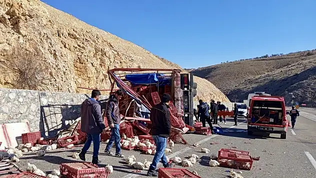 Akçadağ'da Tavuk Yüklü Kamyon Devrildi: Yüzlerce Tavuk Telef Oldu