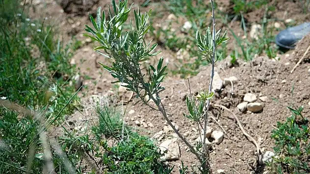 Alternatif yem kaynağı: Tuz çalısı