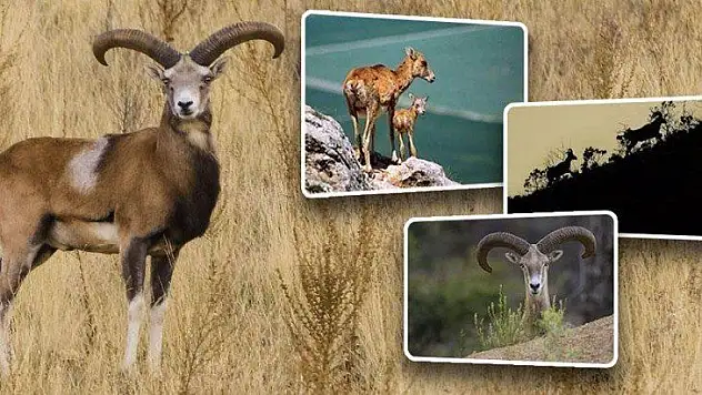 Anadolu Yaban Koyunları Doğayla Buluşmaya Devam Ediyor