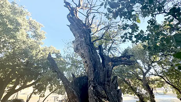 Arapgir'in Onar Köyü'ndeki 700 Yıllık Sakız Ağacı Ziyaretçilerin İlgi Odağı Oldu