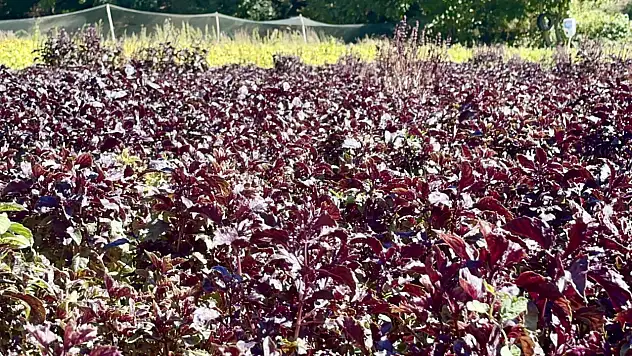 Aromasıyla Ünlenen Arapgir Reyhanı Yöreye Katma Değer Sağlıyor