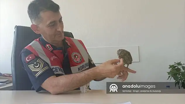Askerlerin tedavi ettiği kukumav kuşu doğaya bırakıldı