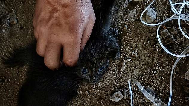 Baca Boşluğuna Düşen Yavru Kedi İtfaiye Tarafından Kurtarıldı