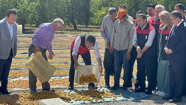 Bakan Yumaklı Malatya'da Kayısı Hasadına Katıldı: 'Geçen Yıl Umut Yoktu, Bugün Yüzler Gülüyor'