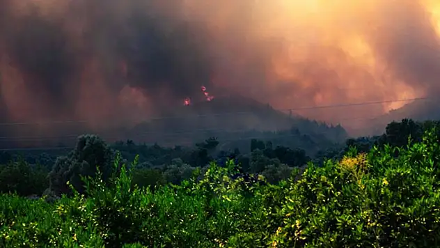 Balıkesir'de orman yangını