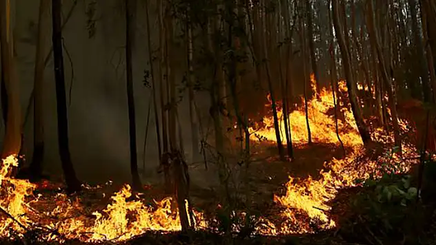 Balıkesir'de orman yangını