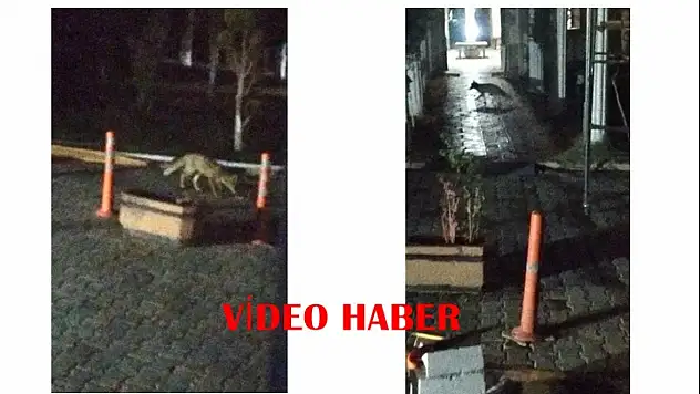 Battalgazi'de Aç Kalan Tilki Şehir Merkezine İndi