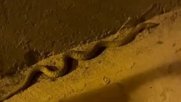 Battalgazi'de Piknik Alanında Yılan Paniği