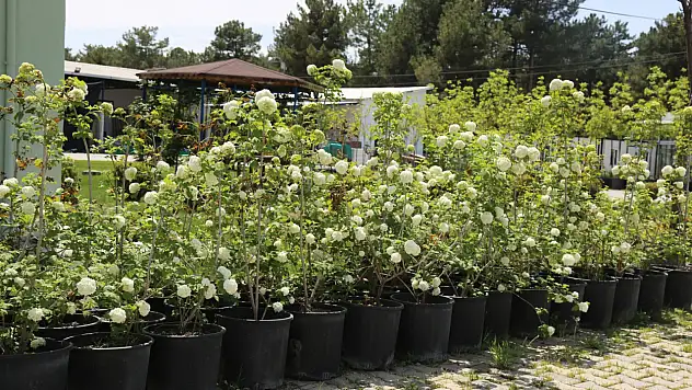 Battalgazi'nin Park Ve Bahçeleri Kendi Ürettiği Çiçeklerle Güzelleşiyor