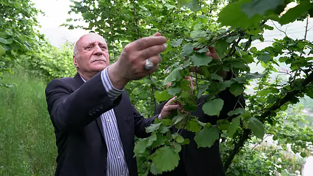 Bayraktar, Ordu, Giresun ve Trabzon'da zirai dondan etkilenen bahçeleri inceledi