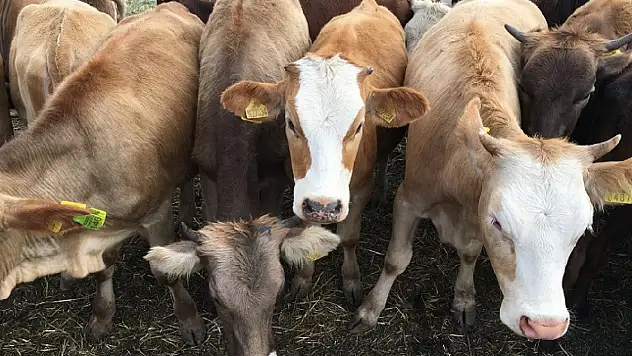 Besilik Hayvan İthalatı 2026'da ESK Üzerinden Yapılacak