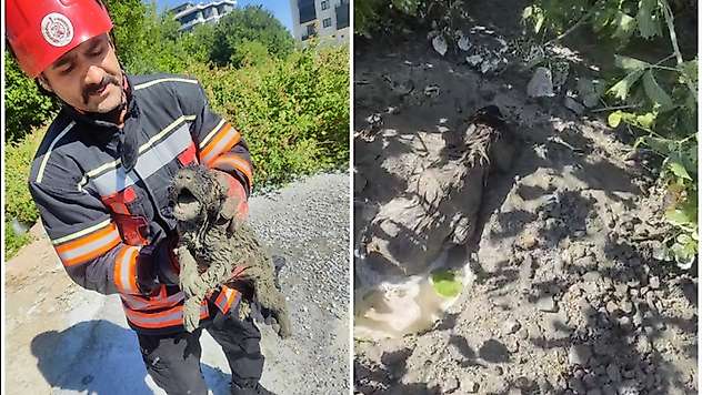 Betonun İçinde Mahsur Kalan Köpek İtfaiye Tarafından Kurtarıldı