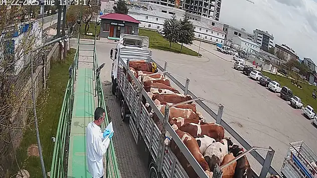 Bingöl'de kurbanlık hayvan sevkleri başladı