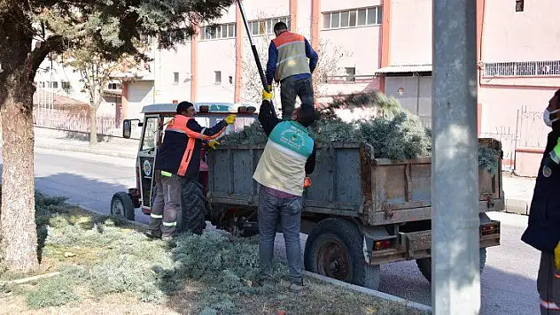 Budama Ve Form Çalışmaları Aralıksız Devam Ediyor