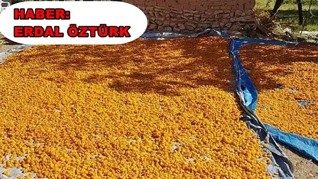 Kayısıya Sahip Çıkın