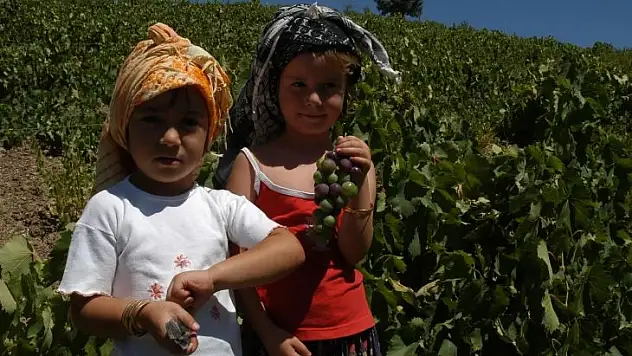 Tarımda İzmir mucizesi