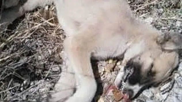 Sokak Hayvanları Katlediliyor