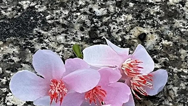 Cemre, halk inanışına göre baharın müjdecisi olarak kabul edilir