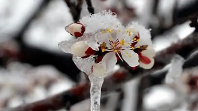 Çiftçilere 221 Milyonluk Zirai Don Desteği Bugün Hesaplarda