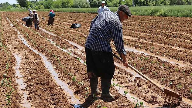 Çiftçilere 8 milyar 737 milyon liralık destek ödemesi yapılacak