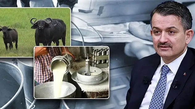 'Çiğ Süt Ve Manda-Malak Destek' Ödemeleri Bugün Başliyor